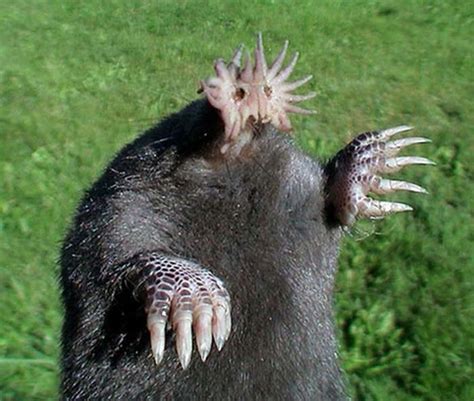 The 25 Creepiest Looking Animals In The World Hello Nightmares