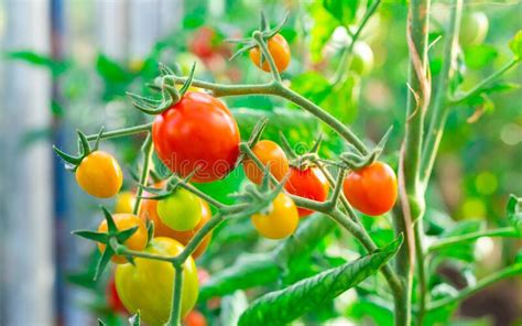 Cherry Tomatoes On Green Branches In The Garden Stock Photo Image Of