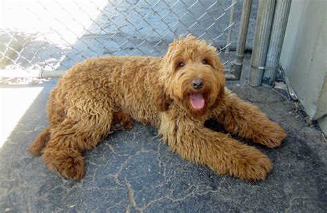 Grooming, daycare, self wash, training Small Dog Breeds That Don't Shed | Best Large Breed Puppy ...