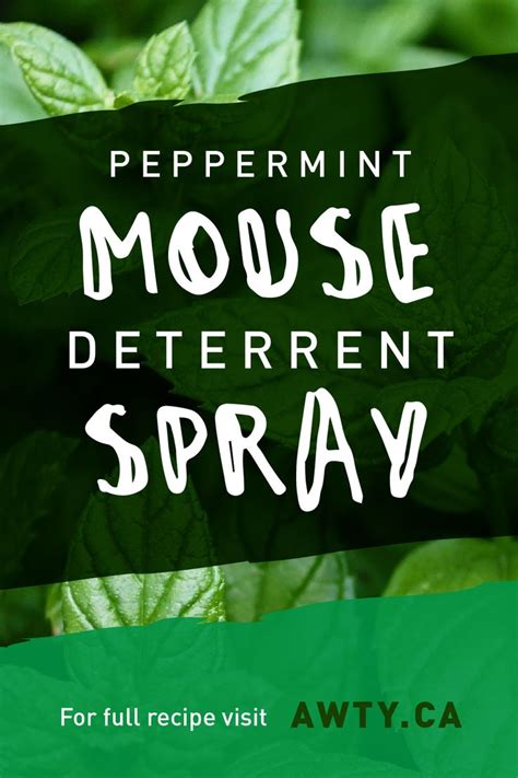 This simple diy uses the power of peppermint oil to ward off unwanted visitors, keeping your home and garden happy. DIY Peppermint Mouse Deterrent Spray | Peppermint spray, Spray, Peppermint