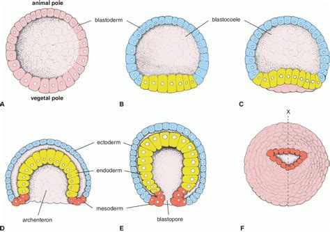 Blastula Diagram Wiring Diagram Pictures