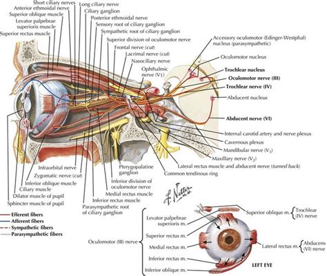 Cranial Nerves Iii Iv And Vi Clinical Gate