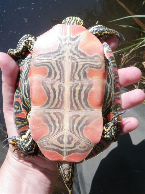 How To Id A Painted Turtle Wildlife Preservation Canada Blog