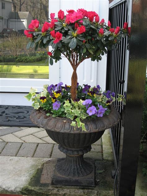 140 Best Spring Containers Images On Pinterest Backyard