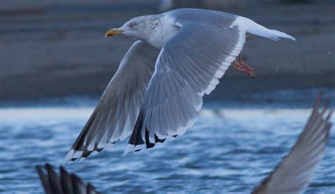 european herring gull flickr