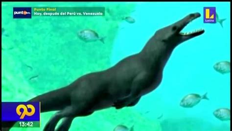 Egipto Hallan fósil de ballena con 4 patas de hace 43 millones de años