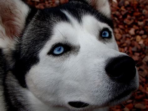 The resulting kittens all had her stunning blue eyes showing that the eye color gene is a dominant one. cat L'OJOS AZULES - Hledat Googlem | Husky siberiano ...