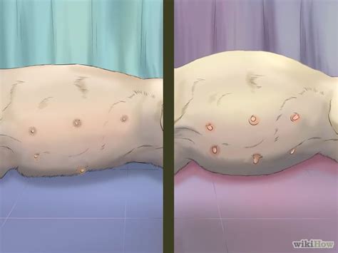 You may also feel, especially for the first time, that you would prefer to have a veterinary surgeon at hand in. How to Tell if a Cat is Pregnant | Pregnant cat, Pregnant ...