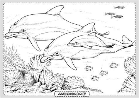 Dibujo De Delfin Para Colorear Rincon Dibujos En Delfines Para