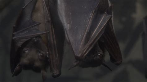 Two Sleepy Bats Close Up Stock Video Footage Storyblocks