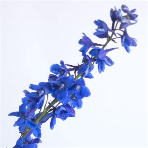 Dark Blue Delphinium Flower Bulk Fresh Diy Wedding Flowers Flower Moxie