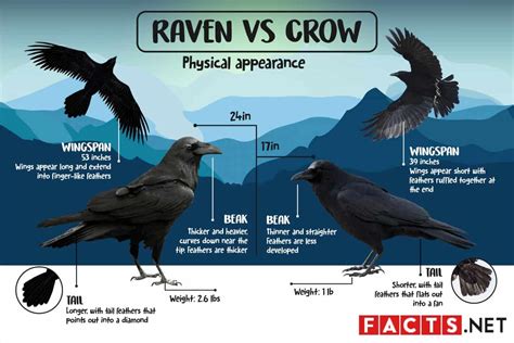 Raven Vs Crow Whats The Difference