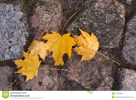 Autumn Colored Maple Leaves On The Paving Stone Stock Photo Image Of