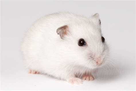 Where Do Hamsters Come From Small Animal Pets