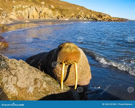 Walrus In The Arctic Ocean Stock Photo Image Of Ethnic 226122180