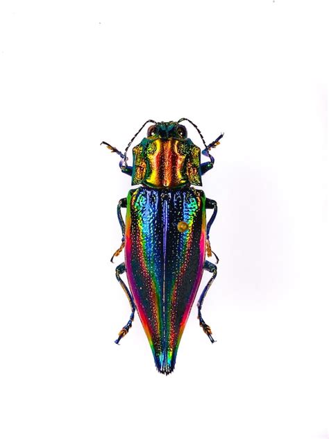 Real Rainbow Metallic Jewel Beetle For Insect Art Project Etsy