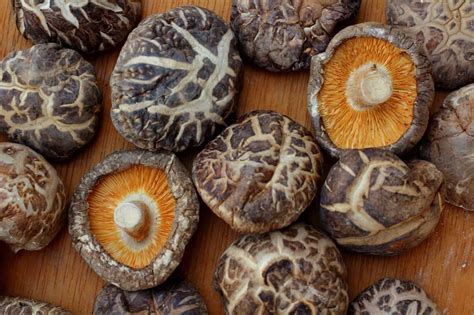 (how to turn 2ml/cc of spore solution into 20. Shiitake Liquid Culture Syringe | Premium Spores