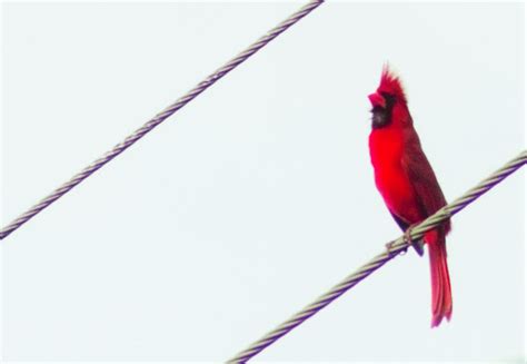 Male Northern Cardinal Project Noah