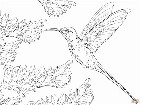 Humming Bird Coloring Page - Coloring Home