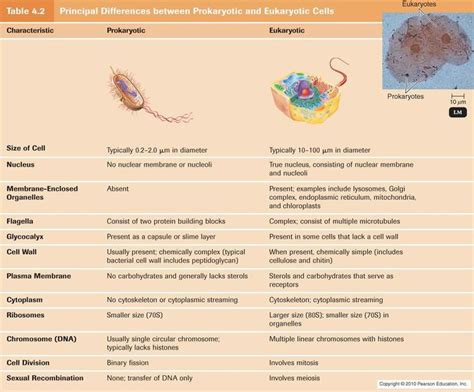 Organisms are two types either prokaryotes or eukaryotes. Pin on MCAT