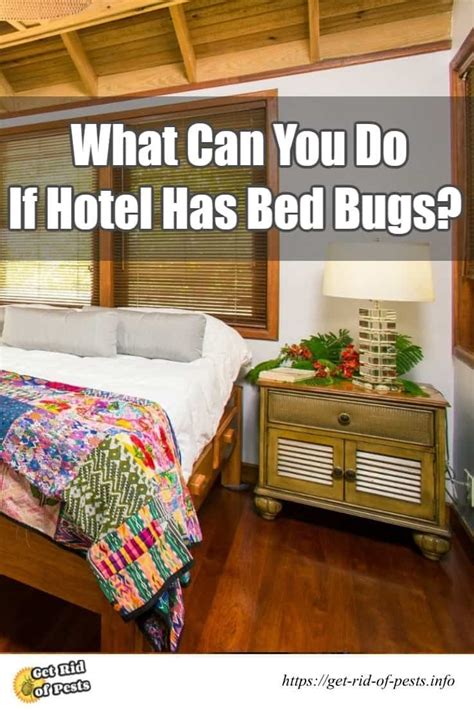 bed bugs in a hotel what can you do [step by step infographic 2018] bed bugs avoid bed bugs