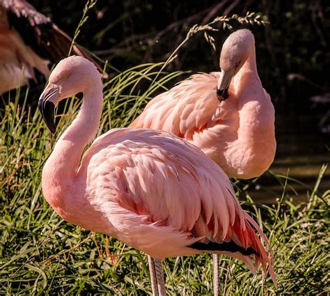 Pink Flamingos Wading Bird · Free Photo On Pixabay
