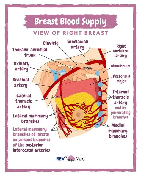 Breast Anatomy Arterial Blood Supply The Breast Grepmed