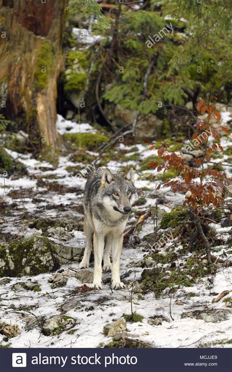 The Eurasian Wolf Canis Lupus Lupus Stockfotos Und Bilder Kaufen