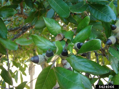 Live Oak Quercus Virginiana