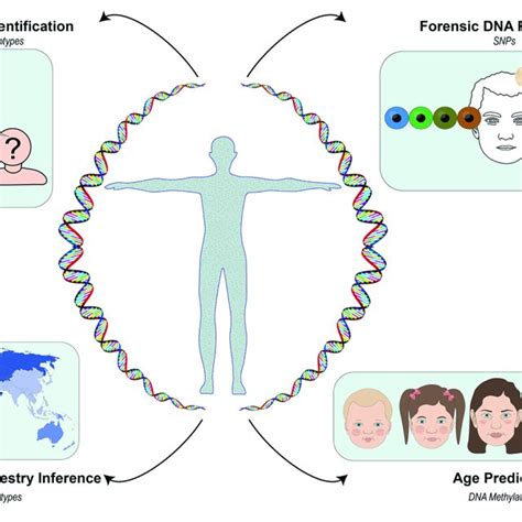 An Overview Of The Genetic Markers Covered In The Current And Download Scientific Diagram