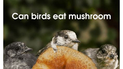 Can cats eat cooked mushrooms? Can Birds eat mushrooms? Is mushroom harmful for bird's ...