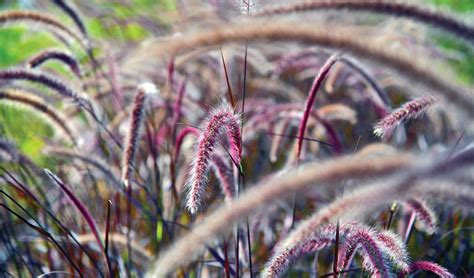 How To Grow And Care For Purple Fountain Grass