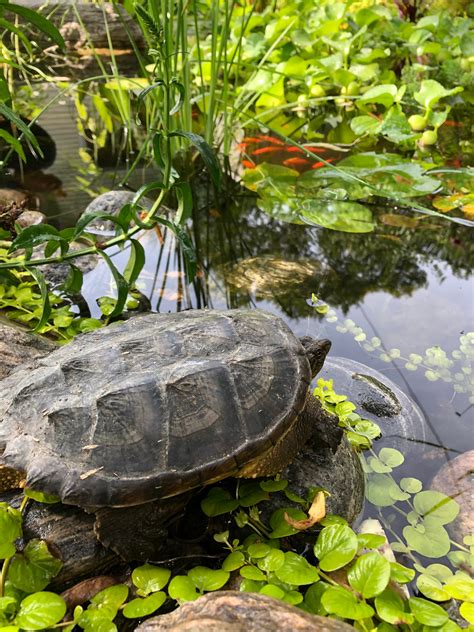 Snapping Turtle In My Pond Ponds