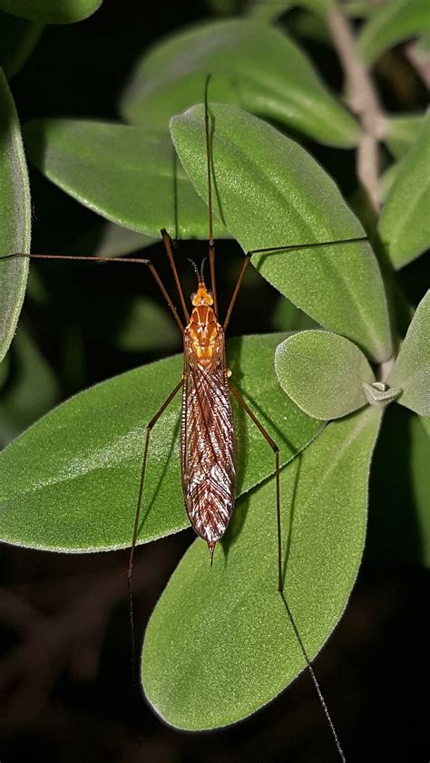 Free Download Crane Fly Mosquito Eater Insect Macro Night Close