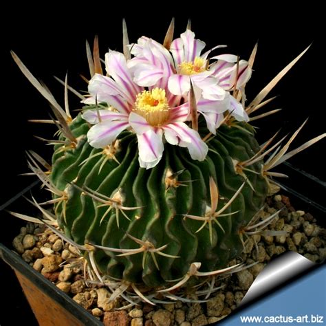 Stenocereus eruca, commonly known as the creeping devil, is a member of the family cactaceae. Echinofossulucactus wippermanni