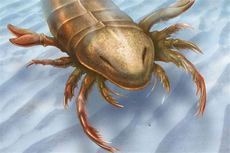 Bizarre Giant Sea Scorpion That Lived 467 Million Years Ago Discovered