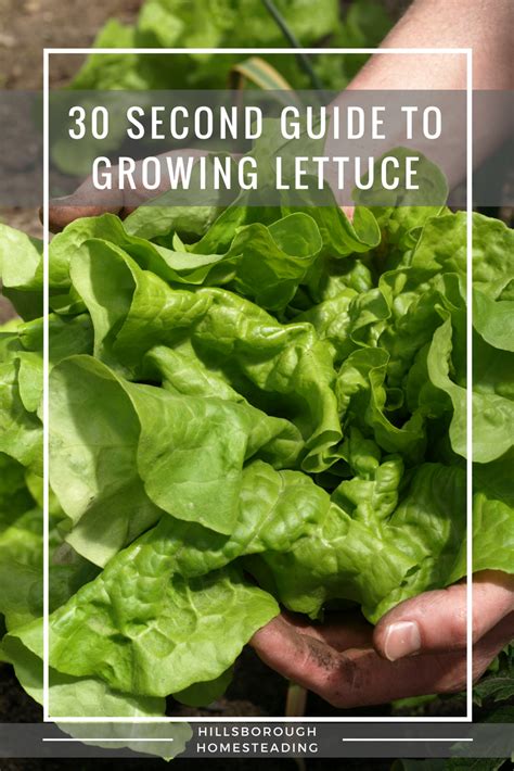 Guide To Growing Lettuce Growing Lettuce Lettuce Indoor Vegetable