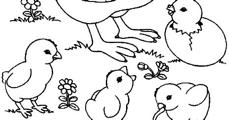 Hen and rooster colouring pages page 2 coloring home. Gambar Mewarnai Ayam Untuk Anak PAUD dan TK