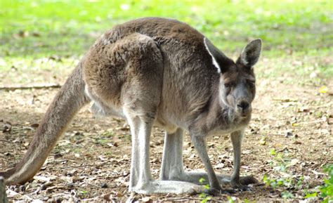Jenis Kanguru Di Dunia Ada Yang Dari Indonesia Arenahewan
