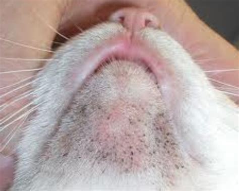 Health What Can I Do About The Black Dots On My Cats Chin Pets