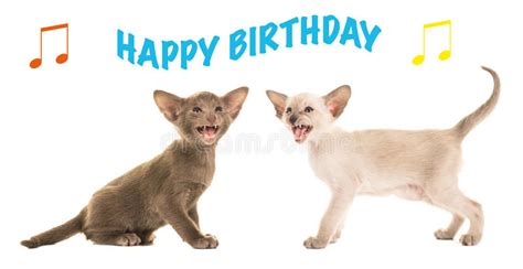 Send cute cats singing happy birthday to friends, family and loved ones. Birthday Card With Siamese Baby Cats Singing Happy ...