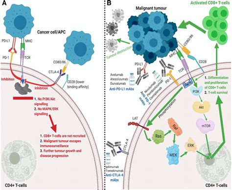 Molecular Mechanisms Of Immune Checkpoint Inhibitors A Activation