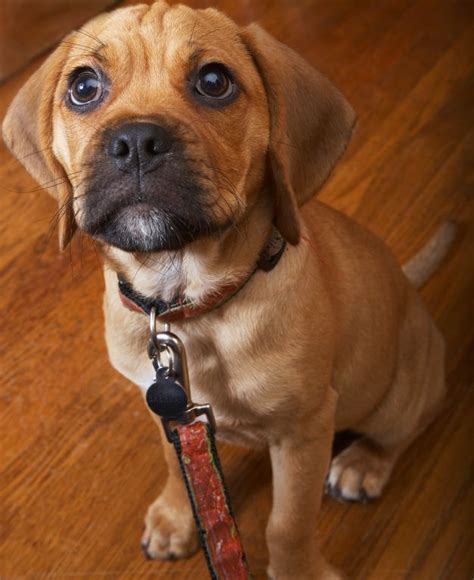 Puggles Full Grown Image Search Results Puggle Dogs Training Your Dog