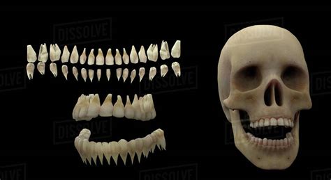 3d Rendering Of Human Teeth And Skull Stock Photo Dissolve