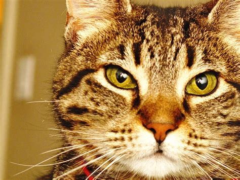 132 Best Brown Tabby Cats Images On Pinterest