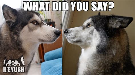 Husky Shocked I Said His Best Friends Name He Didnt Believe Me Youtube