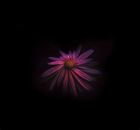 Amoled Flowers 4k Wallpapers Wallpaper Cave