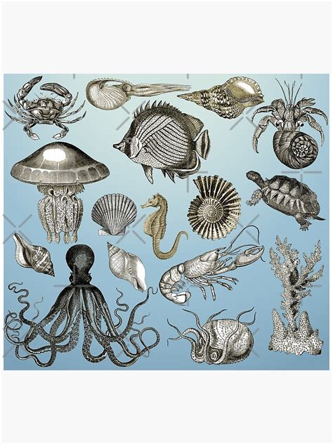 Vintage Marine Life Collage Poster For Sale By Sonnetandsloth Redbubble