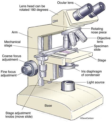The Compound Microscope Worksheet