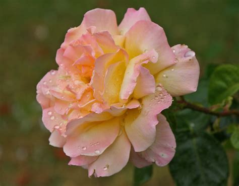 Peace Hybrid Tea Rose Flickr Photo Sharing